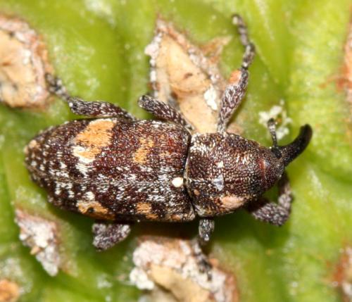 Réf. 350 439 : Pissodes validirostris