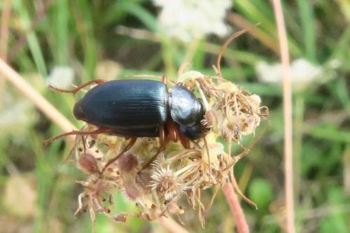 Ophonus ardosiacus