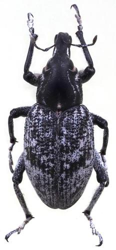 Menecleonus virgatus