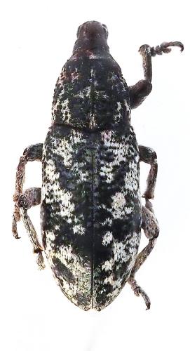 Adosomus roridus