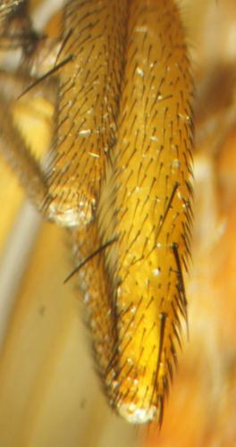 Tetanocera arrogans