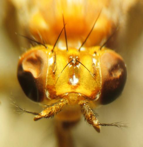 Réf. 350 344 : Tetanocera arrogans