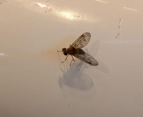 Réf. 350 418 : Chrysopilus laetus