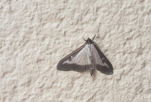 Cydalima perspectalis