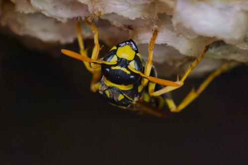 Polistes dominula