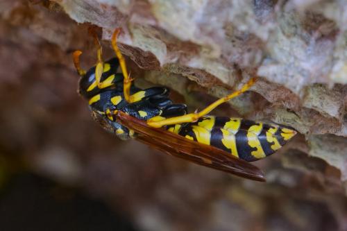 Polistes dominula