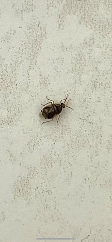 Réf. 350 547 : Deraeocoris lutescens