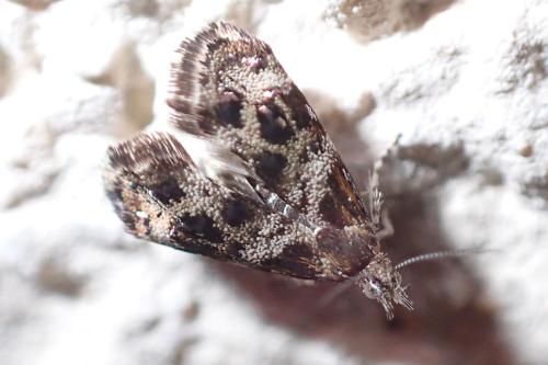 Réf. 350 700 : Tebenna micalis