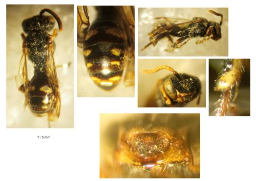 Nomada (furva)