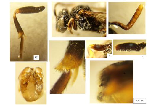 Nomada (furva)