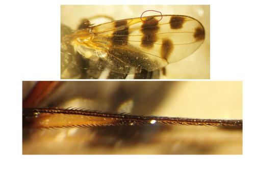Réf. 350 721 : Ceroxys hortulana