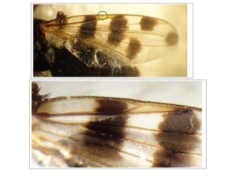 Ceroxys hortulana