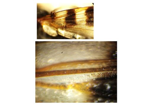 Ceroxys hortulana