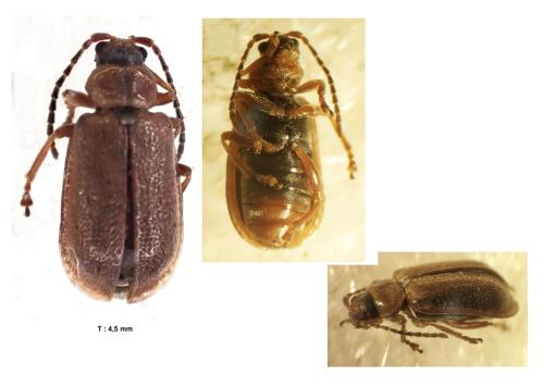 Réf. 350 407 : Galerucella sp.