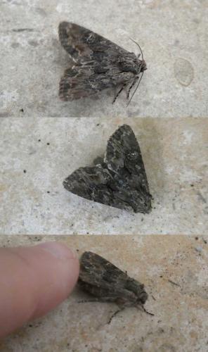 Réf. 350 109 : Mniotype sp.