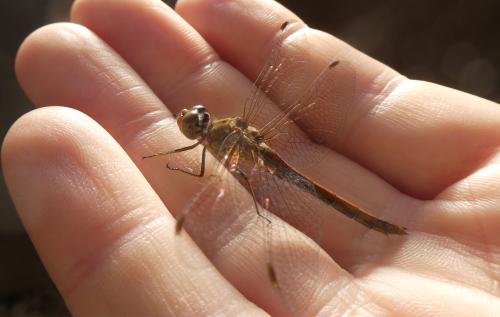 Sympetrum striolatum