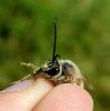 350909 – Photo : Aurèle Baretje – France (30)