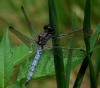 350642 – Photo : Magne Michel – France (64)