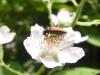 350179 – Photo : Andre Astric – France (68)