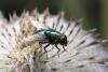350679 – Photo : Pierre Duhem – France (73)
