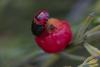 350914 – Photo : Pierre Duhem – France (81)