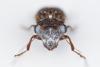 350644 – Photo : Claude Chavand – Philippines