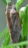 350318 – Photo : Liliane Delattre – France (30)