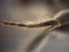 350727 – Photo : Daniel INGREMEAU – France (36)
