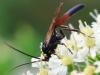 350627 – Photo : Bernard Mallet – France (95)