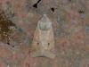 350240 – Photo : Georges Vermelle – France (62)