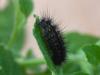 350286 – Photo : Georges Vermelle – France (62)