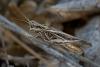 350061 – Photo : ANDRE LABETAA – France (66)