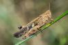 350527 – Photo : Bernard Saquet – France (12)