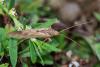 350623 – Photo : Bernard Saquet – France (12)