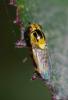 350917 – Photo : ANDRE LABETAA – France (66)
