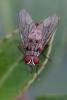 350104 – Photo : ANDRE LABETAA – France (66)