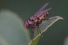 350105 – Photo : ANDRE LABETAA – France (66)
