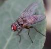 350103 – Photo : ANDRE LABETAA – France (66)