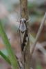 350083 – Photo : ANDRE LABETAA – France (66)
