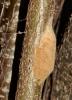 350661 – Photo : Michel Pansiot – France (26)
