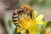 350260 – Photo : ANDRE LABETAA – France (66)