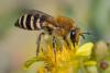 350262 – Photo : ANDRE LABETAA – France (66)