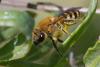 350263 – Photo : ANDRE LABETAA – France (66)
