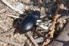350250 – Photo : ANDRE LABETAA – France (66)