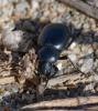 350249 – Photo : ANDRE LABETAA – France (66)