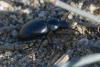 350248 – Photo : ANDRE LABETAA – France (66)