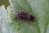 350357 – Photo : ANDRE LABETAA – France (66)