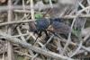 350356 – Photo : ANDRE LABETAA – France (66)