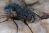 350383 – Photo : ANDRE LABETAA – France (66)