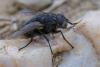 350375 – Photo : ANDRE LABETAA – France (66)